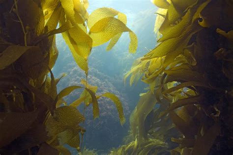 Seaweed | Definition, Types, & Facts | Britannica