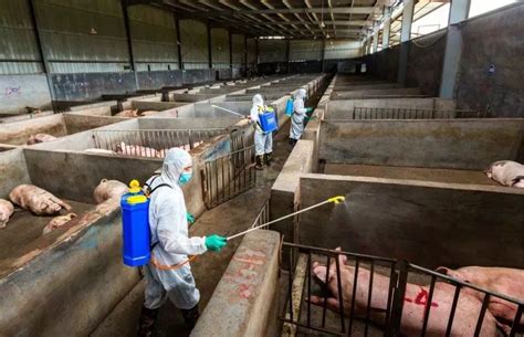 盐城市农业农村局 当前农事 冬季低温气候中小规模生猪养殖场非洲猪瘟防控措施