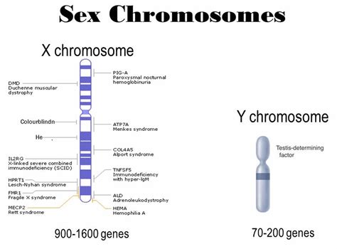X chromosome, X chromosome function & X chromosome disorders