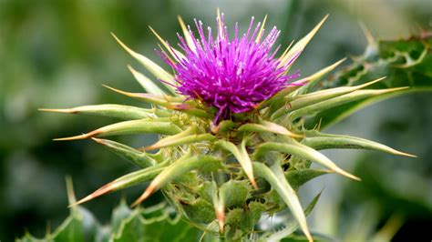 Cardo Mariano En Ingles