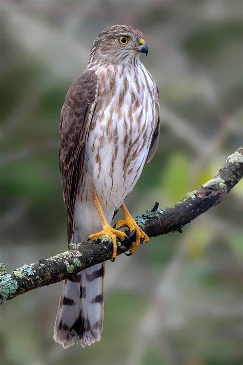 Cooper's Hawk - Majestic Bird of Prey