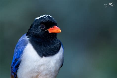 Red-billed Blue Magpie | Magpies | Crows, Jays (Corvidae) | Gallery ...