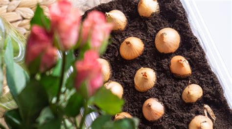Spring Bulb Planting Guide 的图像结果
