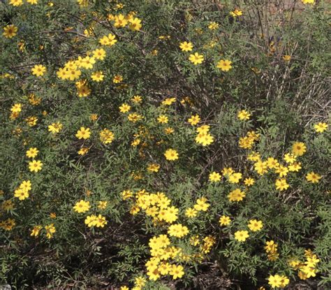 Backyard Nature Wednesday: Copper Canyon daisy