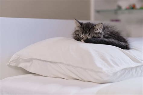 8 Reasons Why Does Your Cat Sleep On Your Pillow