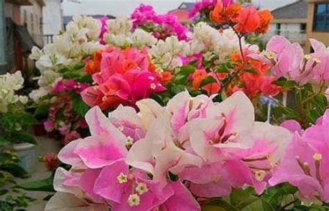 4种花最适合养阳台，叶子油绿花朵艳，开花一簇簇，阳台变花海！