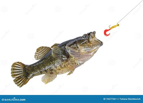 Image result for Catching Bait Fish