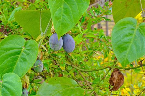 RAINFOREST KANTHALLOOR ORCHARD - Farmhouse Reviews & Photos - Tripadvisor