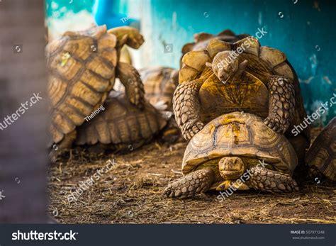 Happy Turtle Having Sex Stock Photo (Edit Now) 507971248