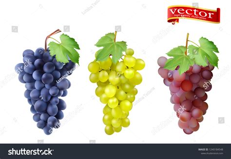 Red Pink Muscatel White Table Grapes Stock Vector (Royalty Free ...