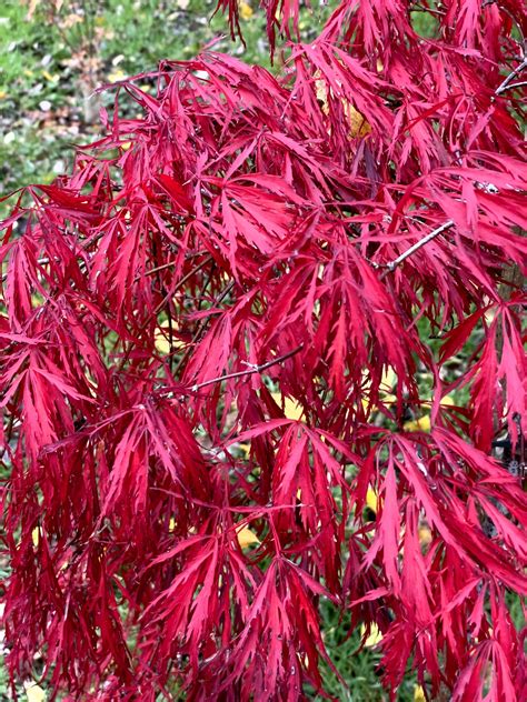 Acer palmatum Crimson queen - Poppins Plants