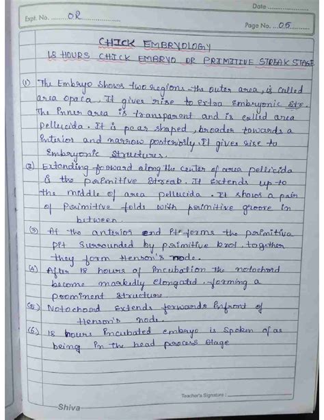 Chick Embryo Development 的图像结果