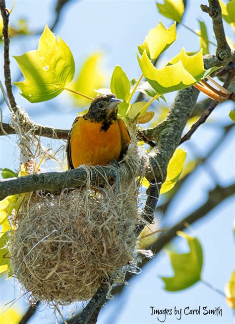 Carol's View Of New England: Baltimore Oriole Nest