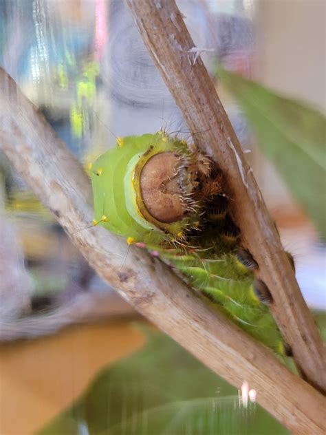Polyphemus moth caterpillar help : r/moths
