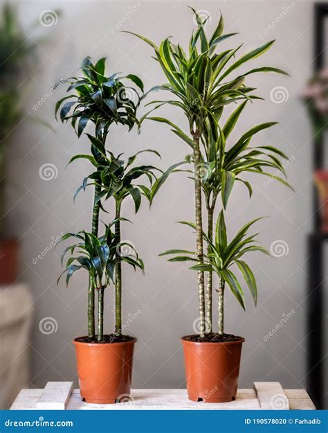 Dracaena Janet Craig Flower