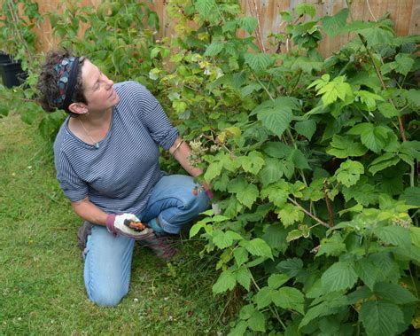 Image result for Raspberry Pruning Basics