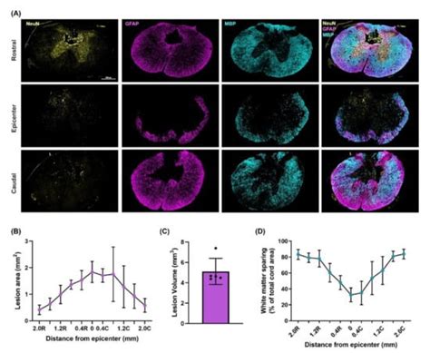 Development of a Spinal Cord Injury Model Permissive to Study the ...