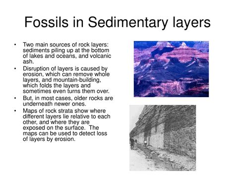Image result for Macroevolution Fossils