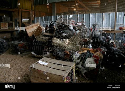 Image result for Yoder Poultry Auction