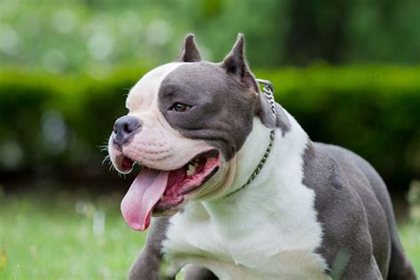 🐾 American Bully: Rassebeschreibung: Charakter Temperament
