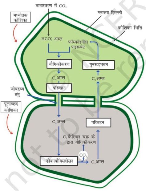 Photosynthesis Meaning In Hindi: प्रकाश संश्लेषण क्या है? प्रक्रिया ...