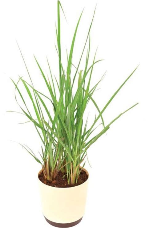 Cloud Farm Lemon Grass Plant Price in India - Buy Cloud Farm Lemon ...