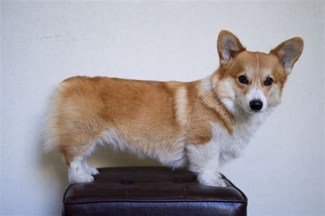 What Does A Full Grown Corgi Look Like at Douglas Reddin blog