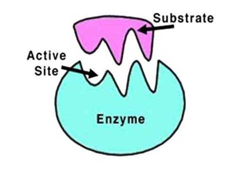 Image result for Enzyme Activity Lab Report Example