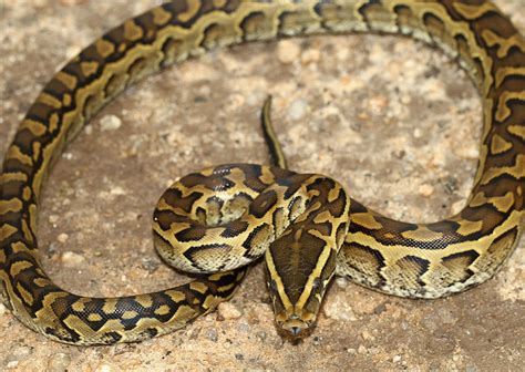 Python Sebae 的图像结果