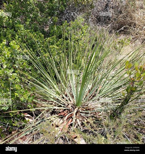 chaparral yucca (Hesperoyucca whipplei Stock Photo - Alamy