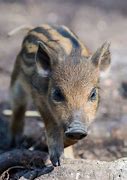 Image result for Baby Wild Hog