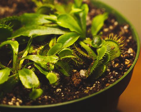 How to care for Venus fly traps — 7 key tips | Real Homes