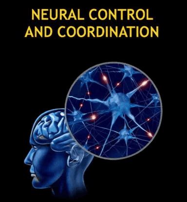 Neural Control and Coordination Chapter Notes - Biology Class 11 - NEET