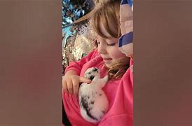 Image result for Cute Bunny Sleeping