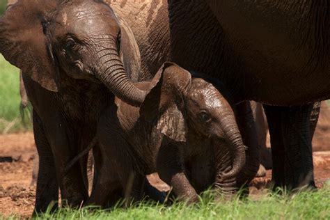 ADDO GAME DRIVES (2026) All You Need to Know BEFORE You Go (with Photos ...