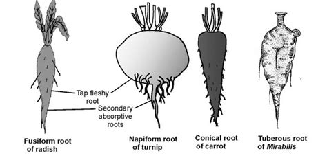 Image result for Tap Root Modifications