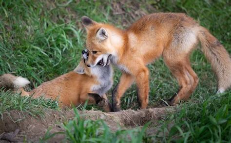 Two babies one fox comic图库照片、免版税Two babies one fox comic图片|Depositphotos