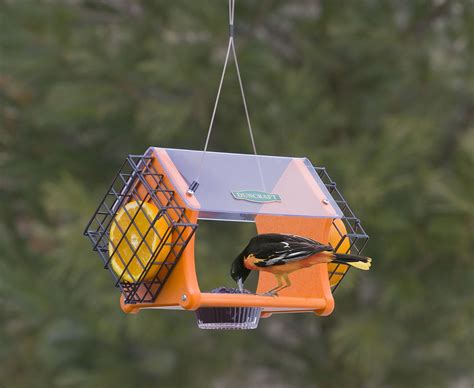 Duncraft.com: Duncraft Eco-Delight Oriole Feeder With Cages | Oriole ...