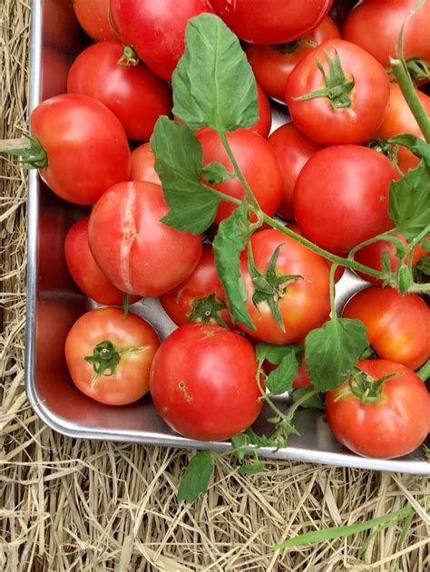 【先着順】トマトソースwaltzesとジャムのセット | mitsukoji