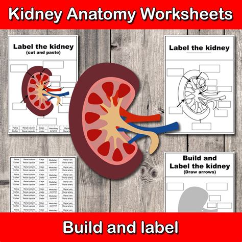 Image result for Handwritten Tutorials Kidney