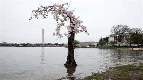 Image result for Stumpy Tidal Basin