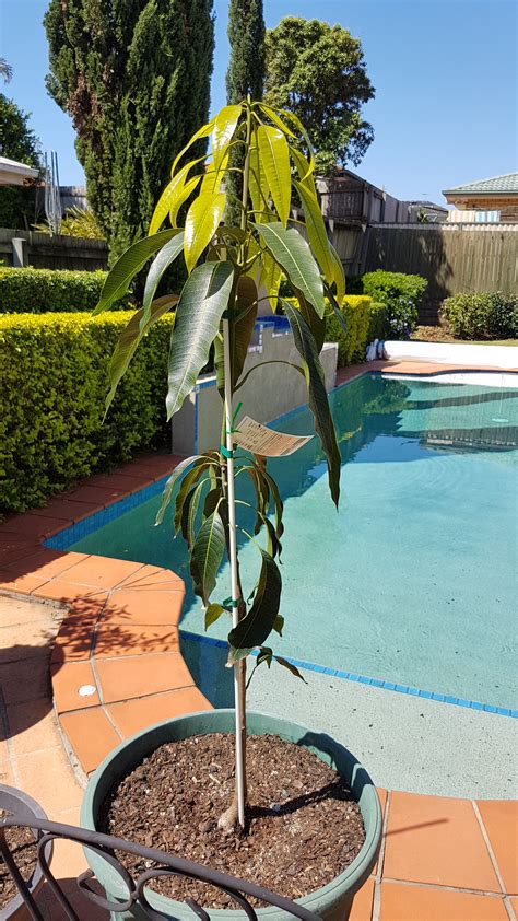 Image result for Mango Pruning Guide