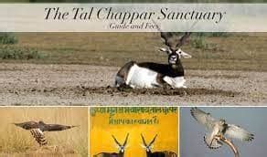 Tal Chhapar Wildlife Sanctuary