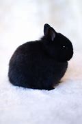 Image result for Cute Brown Baby Bunnies