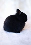 Image result for Real Cute Bunnies