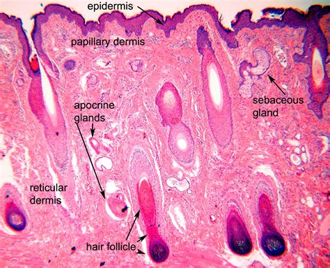 Layers Of Skin Under Microscope Labeled at Roger Burgess blog