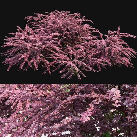 3D Bush Hedge Shrub Model - TurboSquid 1673461