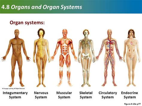 Biological System 的图像结果
