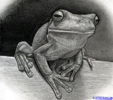 frog drawing realistic