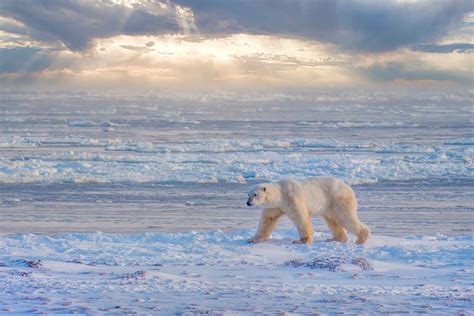 South-eastern Greenland polar bears have adapted to live with little ...